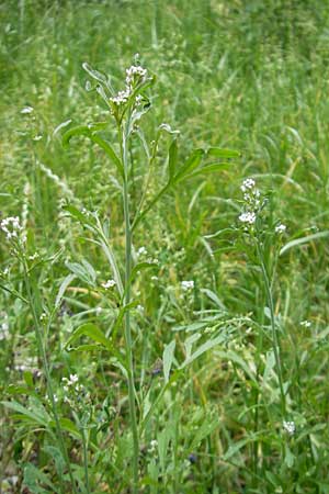 Lepidium sativum \ Garten-Kresse / Garden Cress, D Mannheim 20.5.2011