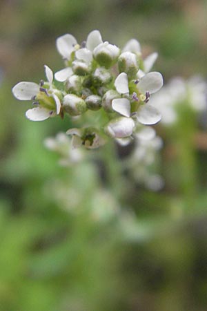 Lepidium sativum \ Garten-Kresse / Garden Cress, D Mannheim 22.5.2011