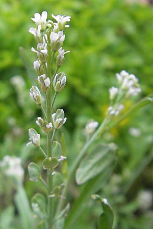 Lepidium sativum \ Garten-Kresse / Garden Cress, D Mannheim 22.5.2011
