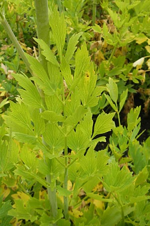 Levisticum officinale \ Liebstckel, Maggikraut / Lovage, D Insel/island Reichenau 18.6.2011