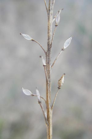Lepidium graminifolium \ Grasblttrige Kresse / Tall Pepperwort, D Mannheim 12.10.2011