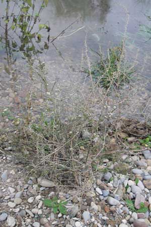 Lepidium graminifolium \ Grasblttrige Kresse / Tall Pepperwort, D Mannheim 12.10.2011