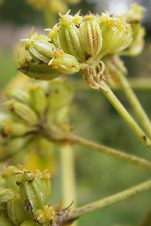 Levisticum officinale \ Liebstckel, Maggikraut / Lovage, D Thüringen, Niederdorla 11.8.2013
