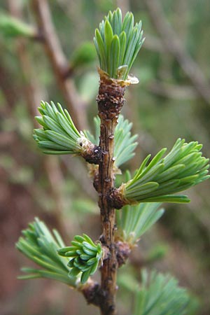 Larix decidua \ Europische Lrche / European Larch, D Odenwald, Hammelbach 23.3.2014
