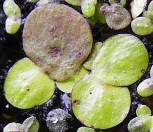 Lemna minor \ Kleine Wasserlinse / Common Duckweed, D Groß-Gerau 29.5.2014