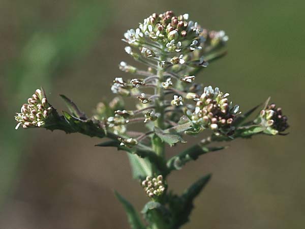 Lepidium campestre \ Feld-Kresse / Field Pepperwort, D Mannheim 1.5.2006
