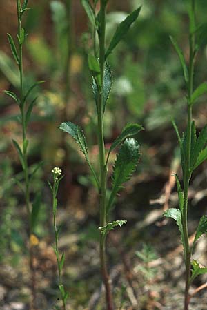 Lepidium virginicum \ Virginische Kresse / Least Pepperwort, D Weinheim an der Bergstraße 9.5.2006