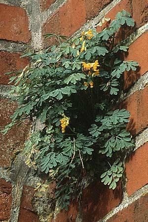 Corydalis lutea \ Gelber Lerchensporn / Yellow Corydalis, D Worpswede 14.9.1990