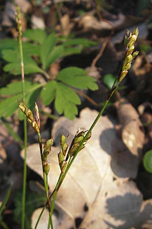 Carex digitata \ Finger-Segge / Fingered Sedge, D Rheinhessen, Wendelsheim 27.4.2010