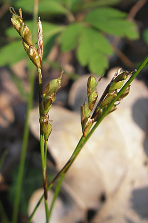 Carex digitata \ Finger-Segge / Fingered Sedge, D Rheinhessen, Wendelsheim 27.4.2010
