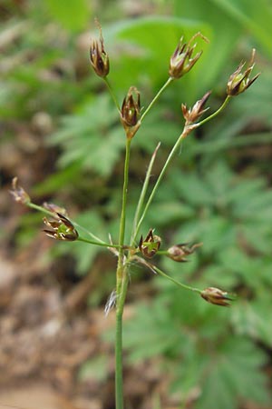 Luzula forsteri \ Forsters Hainsimse / Forster's Wood-Rush, D Bruchsal 9.4.2011