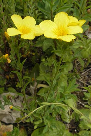 Linum flavum \ Gelber Lein / Yellow Flax, D Botan. Gar.  Universit.  Tübingen 3.7.2011