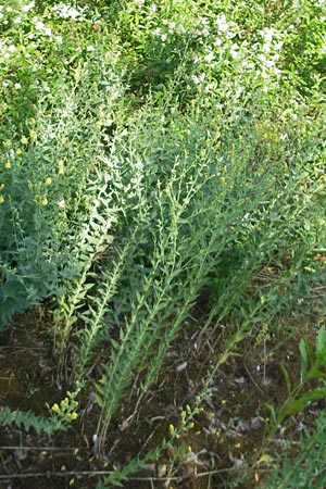 Linaria dalmatica \ Dalmatinisches Leinkraut / Dalmatian Toadflax, D Seeheim an der Bergstraße 10.6.2010