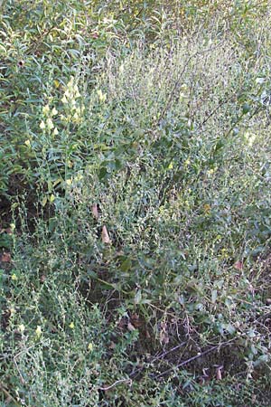 Linaria dalmatica \ Dalmatinisches Leinkraut / Dalmatian Toadflax, D Seeheim an der Bergstraße 21.9.2010