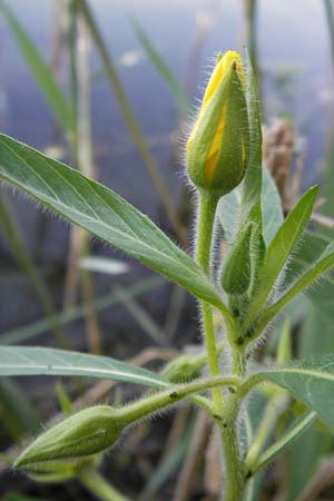 Ludwigia hexapetala \ Gro�bl�tiges Heusenkraut / Large-flower Primrose-Willow, D Pfalz, Jockgrim 8.9.2012