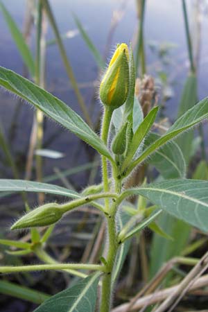 Ludwigia hexapetala \ Gro�bl�tiges Heusenkraut / Large-flower Primrose-Willow, D Pfalz, Jockgrim 8.9.2012