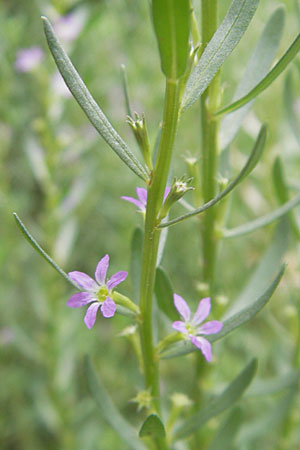 Lythrum hyssopifolia \ Ysopblttriger Weiderich / Hyssop Loosestrife, D Botan. Gar.  Universit.  Mainz 11.7.2009