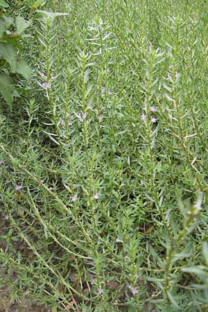 Lythrum hyssopifolia \ Ysopblttriger Weiderich / Hyssop Loosestrife, D Botan. Gar.  Universit.  Mainz 11.7.2009