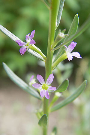 Lythrum hyssopifolia \ Ysopblttriger Weiderich / Hyssop Loosestrife, D Botan. Gar.  Universit.  Mainz 11.7.2009