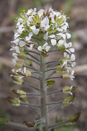 Lepidium heterophyllum \ Verschiedenblttrige Kresse / Purpleanther Field Pepperweed, Smith's Pepperwort, D Frankfurt Airport 13.5.2010