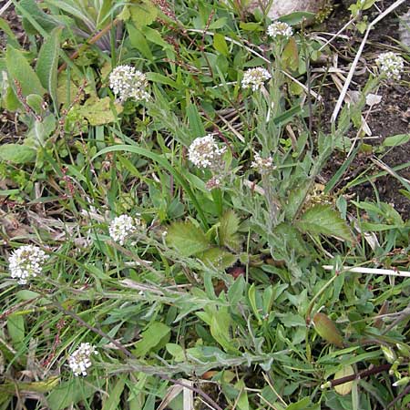 Lepidium heterophyllum \ Verschiedenblttrige Kresse / Purpleanther Field Pepperweed, Smith's Pepperwort, D Frankfurt Airport 13.5.2010