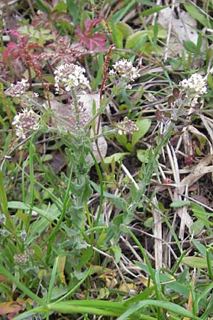 Lepidium heterophyllum \ Verschiedenblttrige Kresse / Purpleanther Field Pepperweed, Smith's Pepperwort, D Frankfurt Airport 13.5.2010