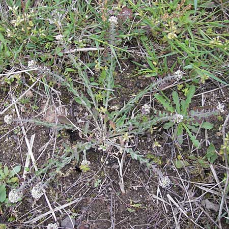 Lepidium heterophyllum \ Verschiedenblttrige Kresse / Purpleanther Field Pepperweed, Smith's Pepperwort, D Frankfurt Airport 13.5.2010