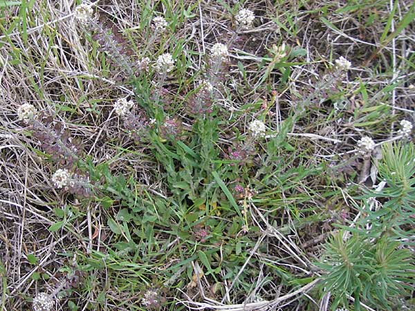 Lepidium heterophyllum \ Verschiedenblttrige Kresse / Purpleanther Field Pepperweed, Smith's Pepperwort, D Frankfurt Airport 13.5.2010
