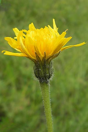 Leontodon hispidus \ Rauer Lwenzahn, Steifhaariges Milchkraut / Rough Hawkbit, D Keltern 9.6.2010
