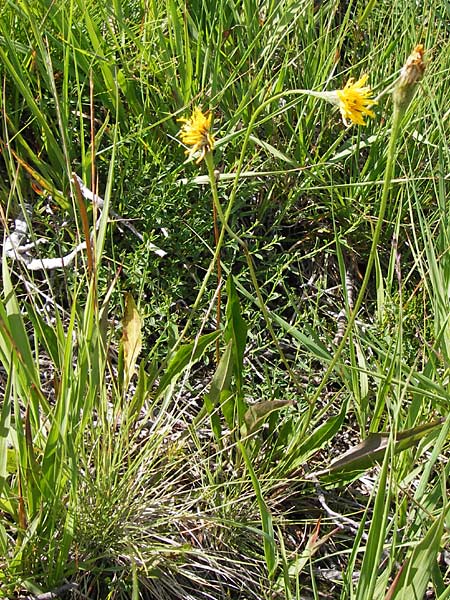 Scorzoneroides helvetica \ Schweizer Schuppenlwenzahn, D Schwarzwald, Hornisgrinde 30.7.2013