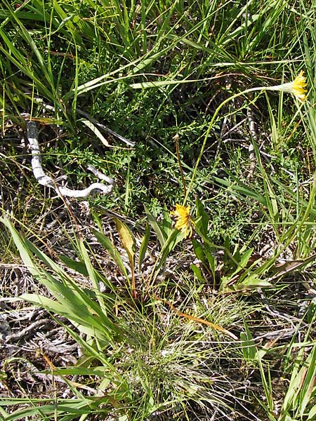 Scorzoneroides helvetica \ Schweizer Schuppenlwenzahn, D Schwarzwald, Hornisgrinde 30.7.2013
