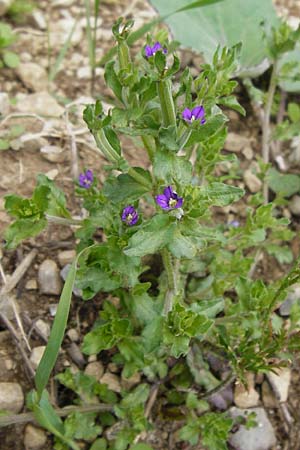 Legousia hybrida \ Kleiner Frauenspiegel / Venus' Looking-Glass, D Friedewald 31.5.2014