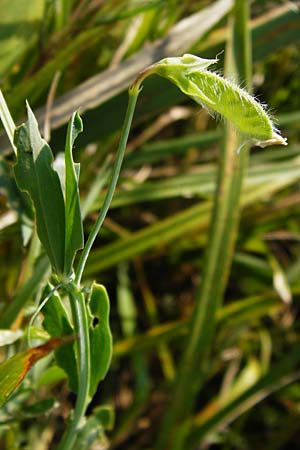 Lathyrus hirsutus \ Behaartfrchtige Platterbse / Hairy Vetchling, D Mainz 26.7.2014