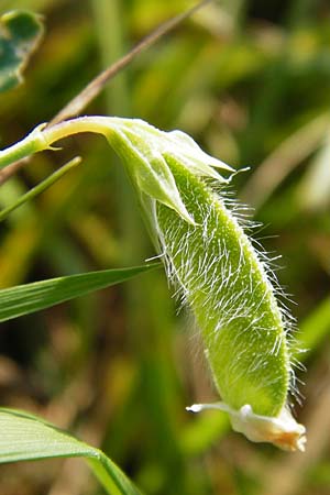 Lathyrus hirsutus \ Behaartfrchtige Platterbse / Hairy Vetchling, D Mainz 26.7.2014