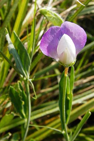 Lathyrus hirsutus \ Behaartfrchtige Platterbse / Hairy Vetchling, D Mainz 26.7.2014