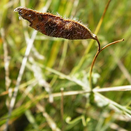 Lathyrus hirsutus \ Behaartfrchtige Platterbse / Hairy Vetchling, D Mainz 26.7.2014