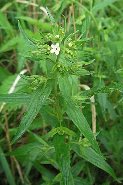 Lithospermum officinale \ Echter Steinsame / Common Gromwell, D Kehl 13.5.2006