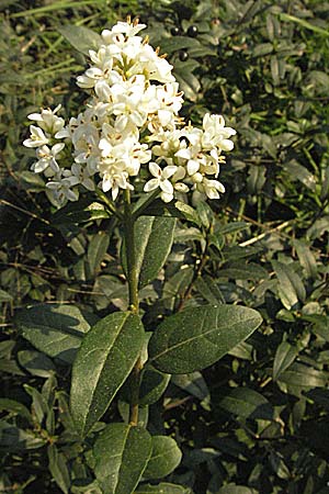 Ligustrum vulgare \ Gewhnlicher Liguster / Wild Privet, D Mannheim 16.10.2006