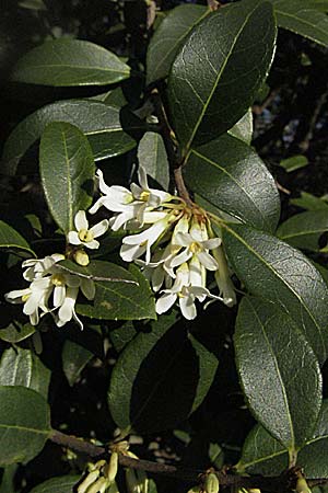 Ligustrum vulgare \ Gewhnlicher Liguster / Wild Privet, D Weinheim an der Bergstraße 28.3.2007
