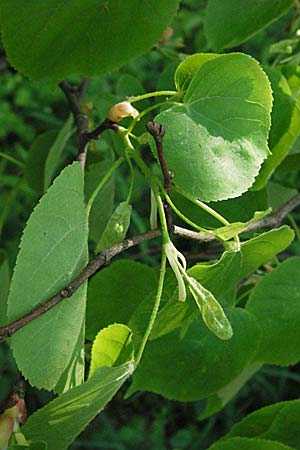 Tilia cordata \ Winter-Linde / Small-Leaved Lime, D Rastatt 28.4.2007