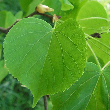 Tilia cordata \ Winter-Linde / Small-Leaved Lime, D Rastatt 28.4.2007