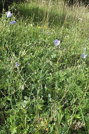 Linum austriacum \ sterreicher Lein / Austrian Flax, D Apfelberg 16.6.2007