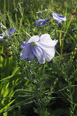 Linum austriacum \ sterreicher Lein / Austrian Flax, D Apfelberg 16.6.2007