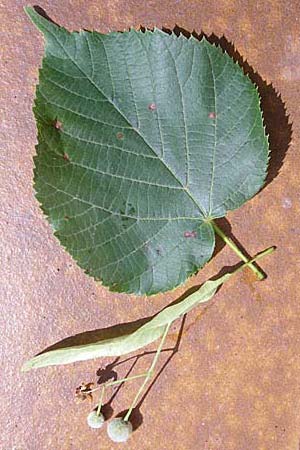 Tilia x europaea \ Hollndische Linde / Commn Lime, D Oftersheim 4.7.2008