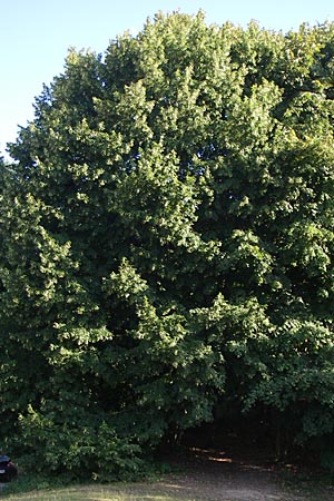 Tilia x europaea \ Hollndische Linde / Commn Lime, D Oftersheim 10.7.2008