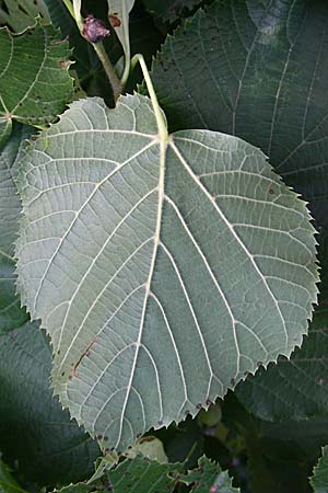 Tilia x europaea \ Hollndische Linde / Commn Lime, D Oftersheim 10.7.2008