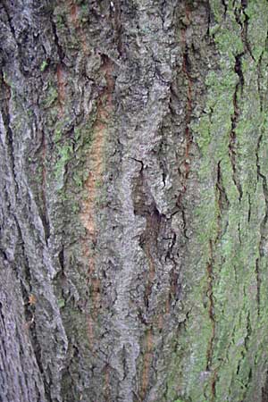 Tilia x europaea \ Hollndische Linde / Commn Lime, D Oftersheim 10.7.2008