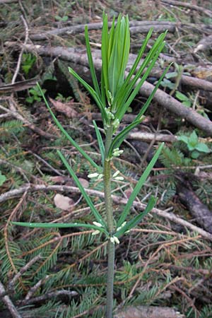 Polygonatum verticillatum \ Quirlblttrige Weiwurz / Whorled Solomon's Seal, D Kempten 22.5.2009