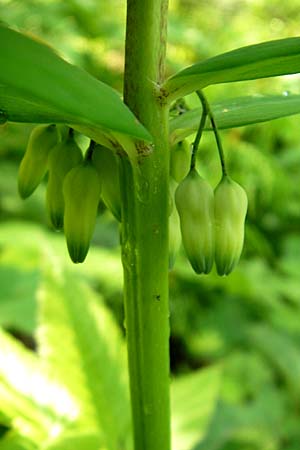 Polygonatum verticillatum \ Quirlblttrige Weiwurz / Whorled Solomon's Seal, D Kempten 22.5.2009