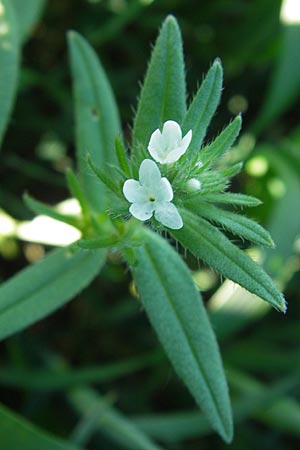 Buglossoides arvensis subsp. arvensis \ Acker-Steinsame, Acker-Rindszunge / Field Gromwell, D Nördlingen 23.5.2009